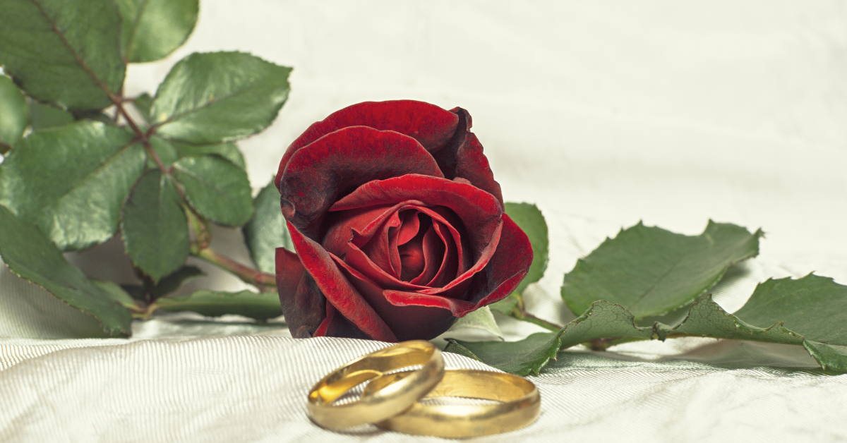 Red rose and gold wedding rings symbolizing romance and commitment on The Golden Bachelor