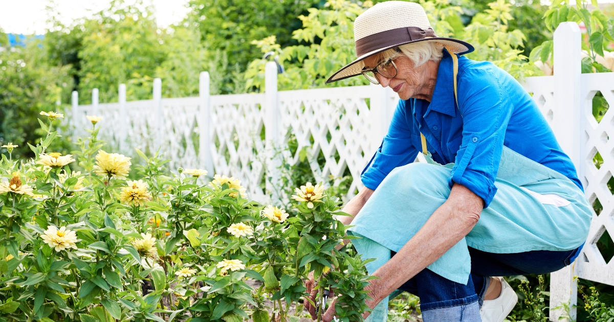 Older woman rediscovering her passion for gardening, caring for yellow flowers in a sunny backyard garden after 50.