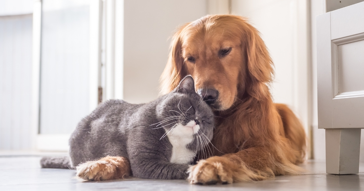 When A Cat Person Falls For A Dog Person_ How To Make It Work - Mature Singles Finding Love Need help with your relationship with that crazy cat person? Do dog people stress you out? Click to learn more about an interspecies pet relationship.